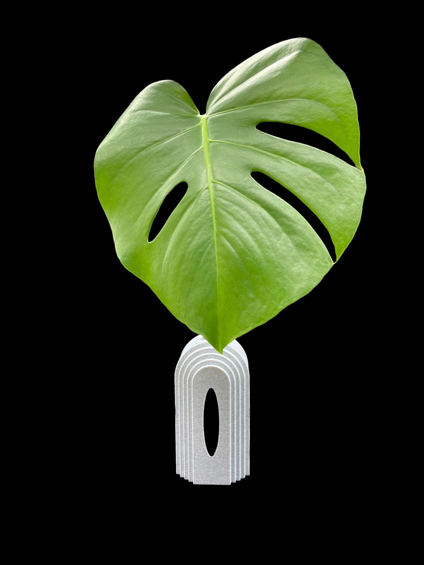 3D Printed Boho Propagation Station /Great for Flowers and Clippings/Custom Color Options/Great Gift for Plant Lovers/Flower Holder