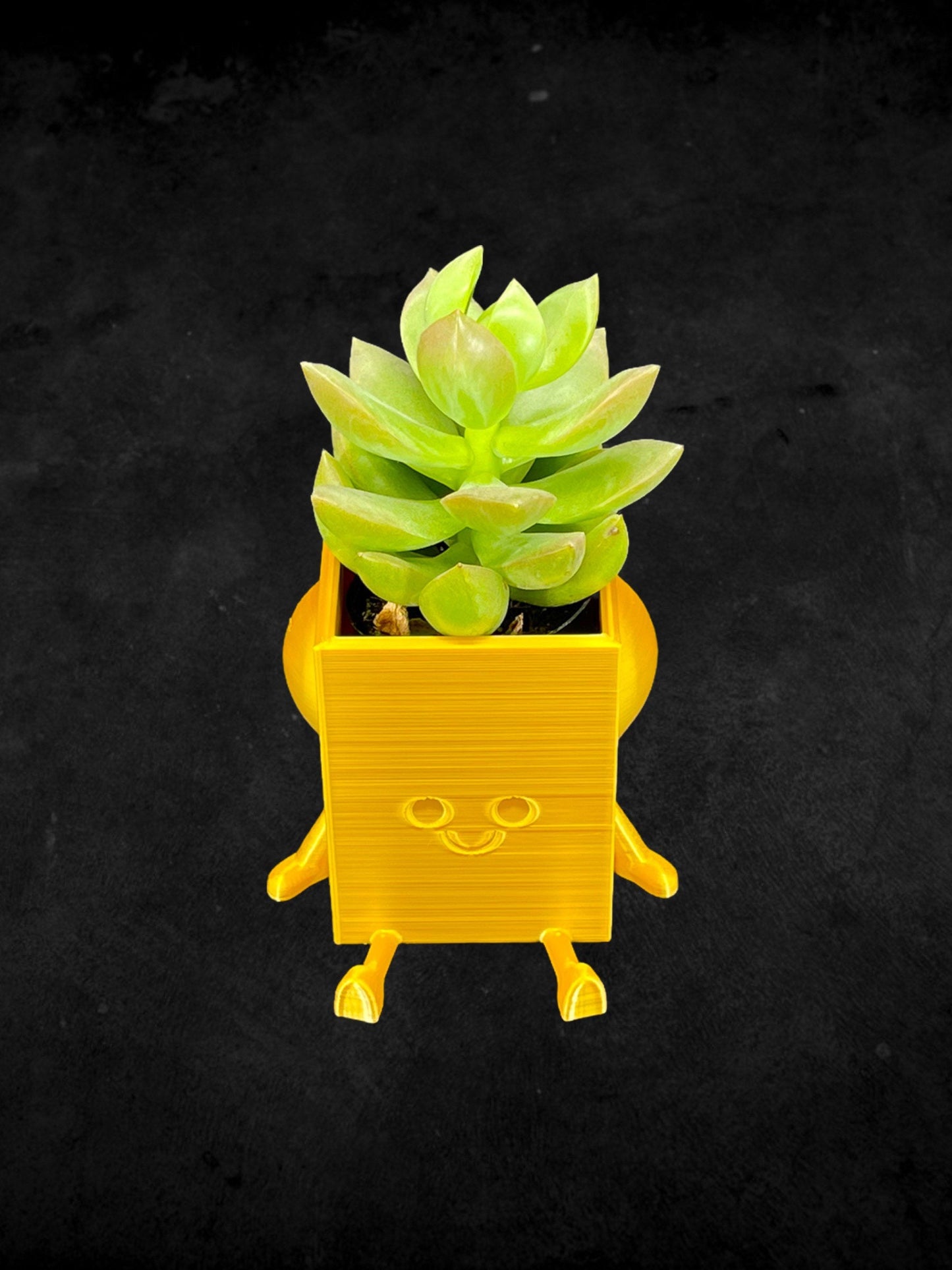 Square Cheeky Bum Planter 3D Printed /Custom Color & Sizes/Great Gift for a Plant Lover/Chunky Happy Butt Succulent Plant Holder